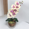 Arranjo de orquídea creme lavanda vaso de vidro Tailândia incolor