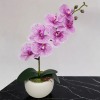 Arranjo de Orquidea Branco Beauty Vaso cerâmica creme fosco