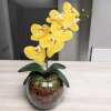Arranjo de orquídea amarelo vaso de vidro Tailândia incolor