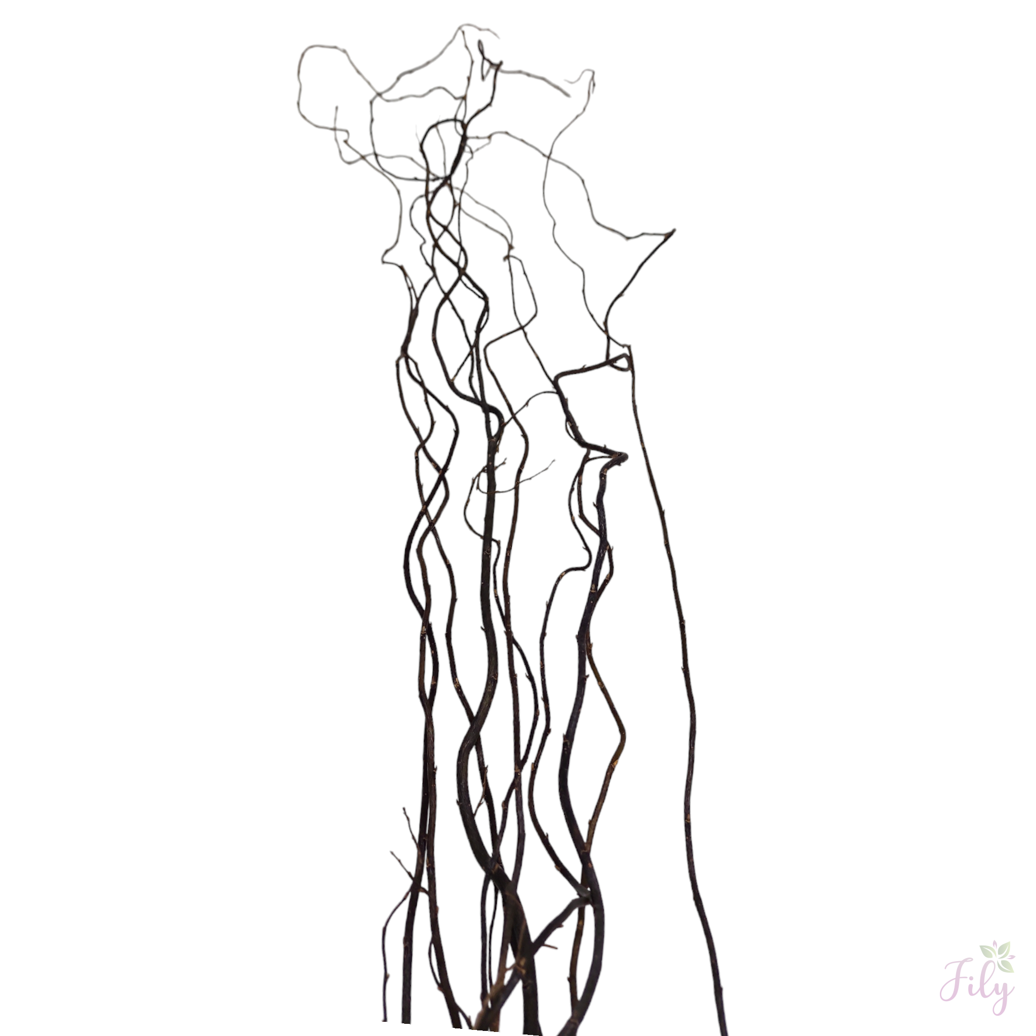 Vime torto natural M 1 Maço 140 Cm