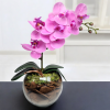 Arranjo de orquídea rosa vaso de vidro Tailândia incolor