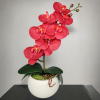 Arranjo de Orquidea Vermelho Vaso cerâmica creme fosco