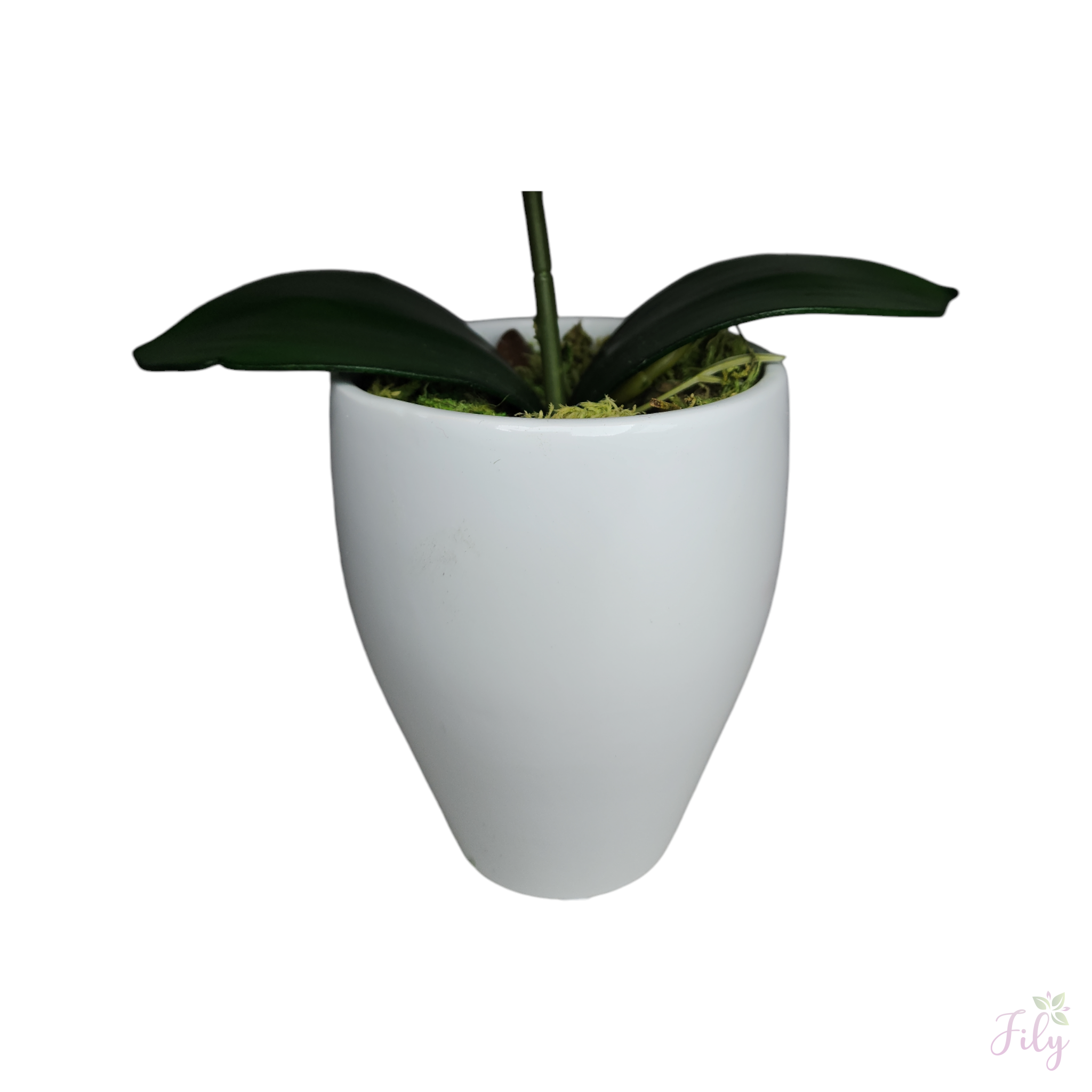 Arranjo de Mini Orquidea Roxa Vaso cerâmica kalachoe Branco - Imagem 3