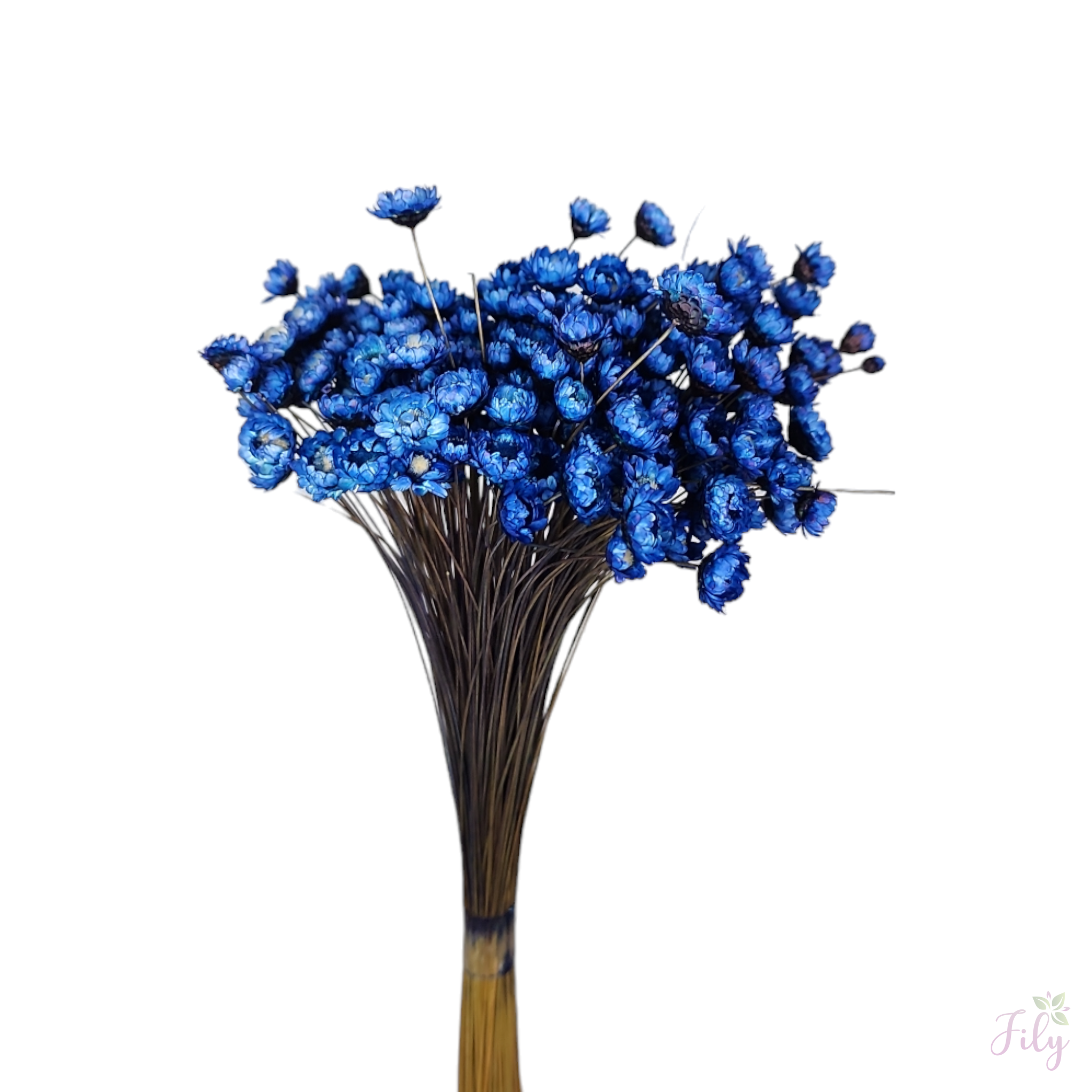 Sempre Viva - Macinho A 26cm x L 12cm