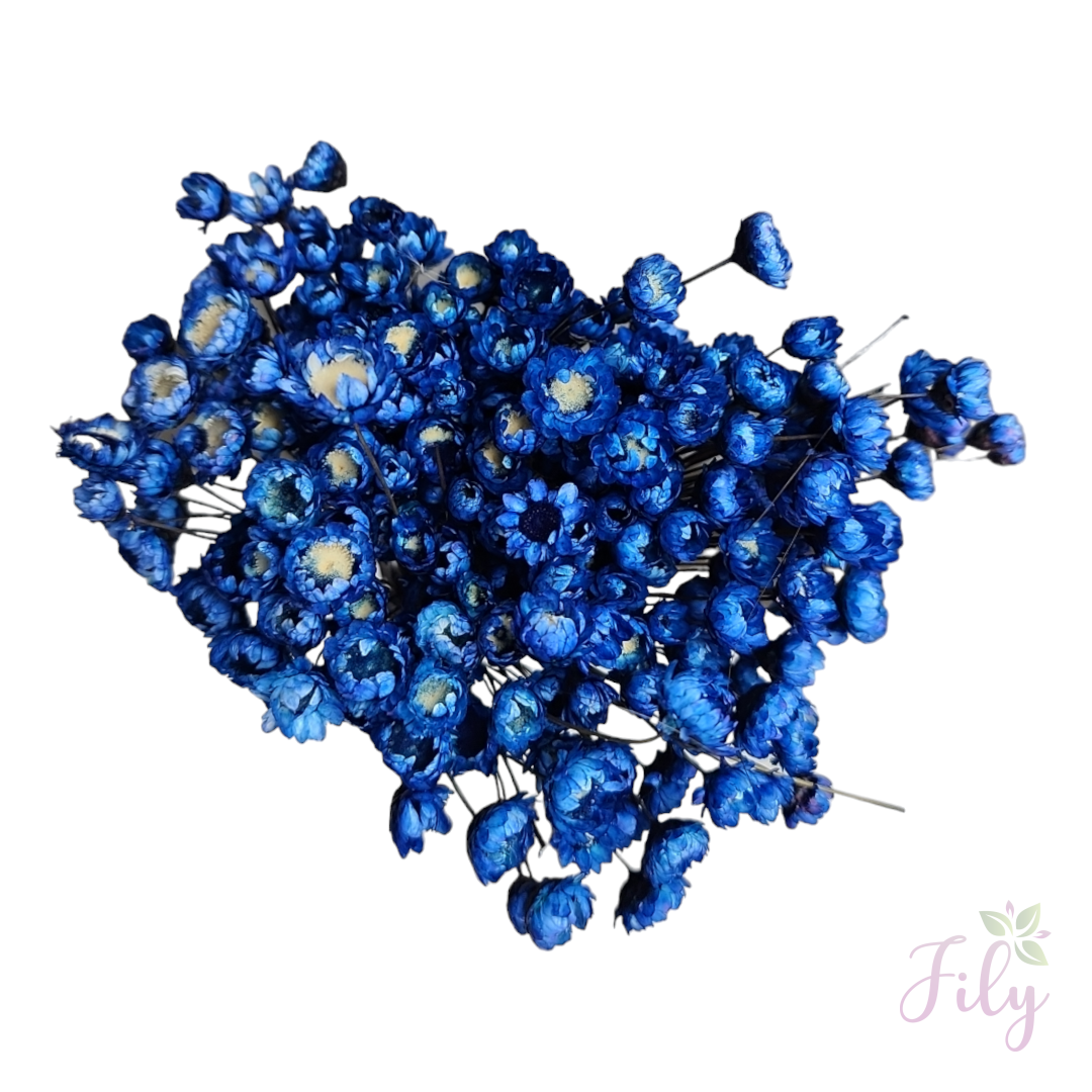 Sempre Viva - Macinho A 26cm x L 12cm - Imagem 6