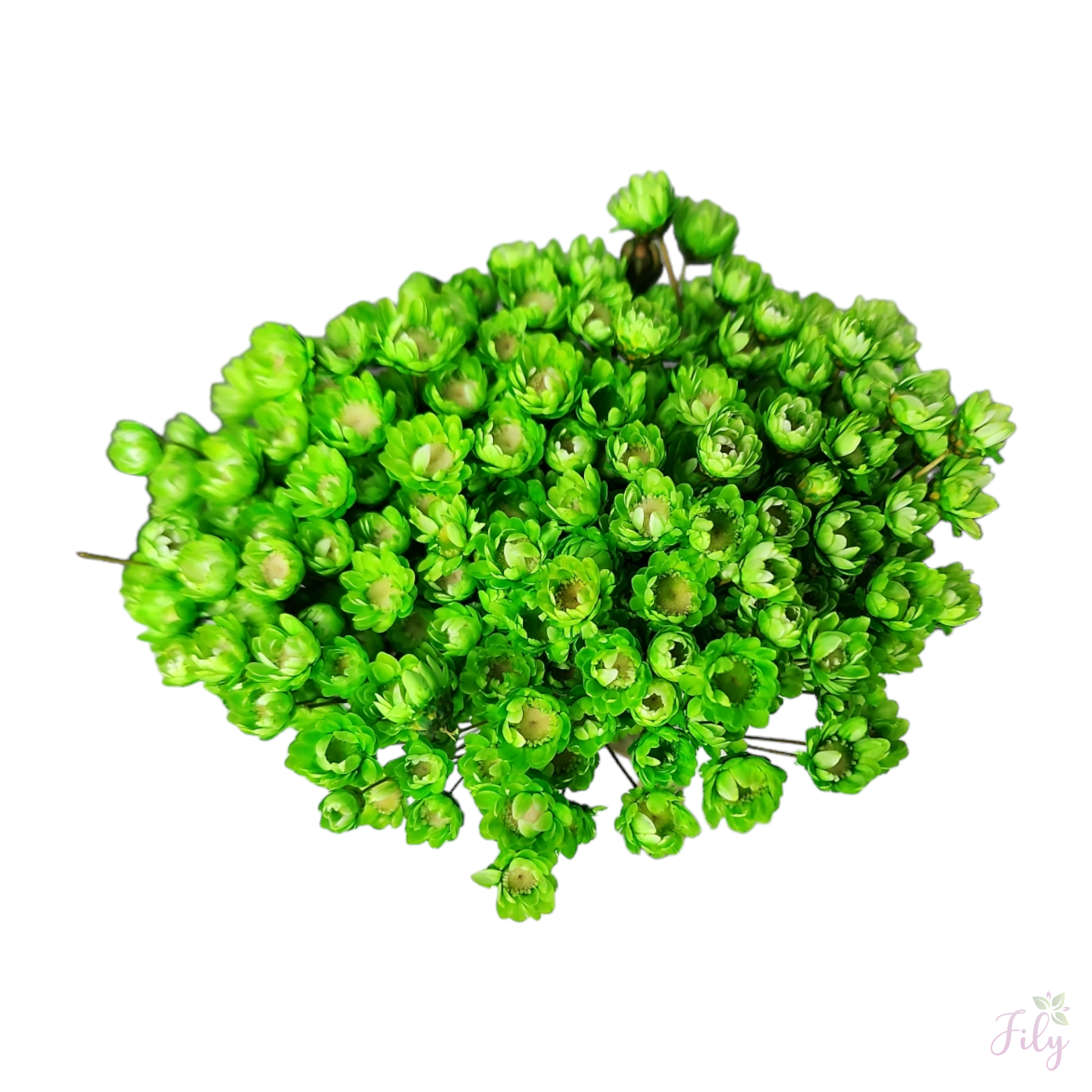 Sempre Viva - Macinho A 26cm x L 12cm - Imagem 3