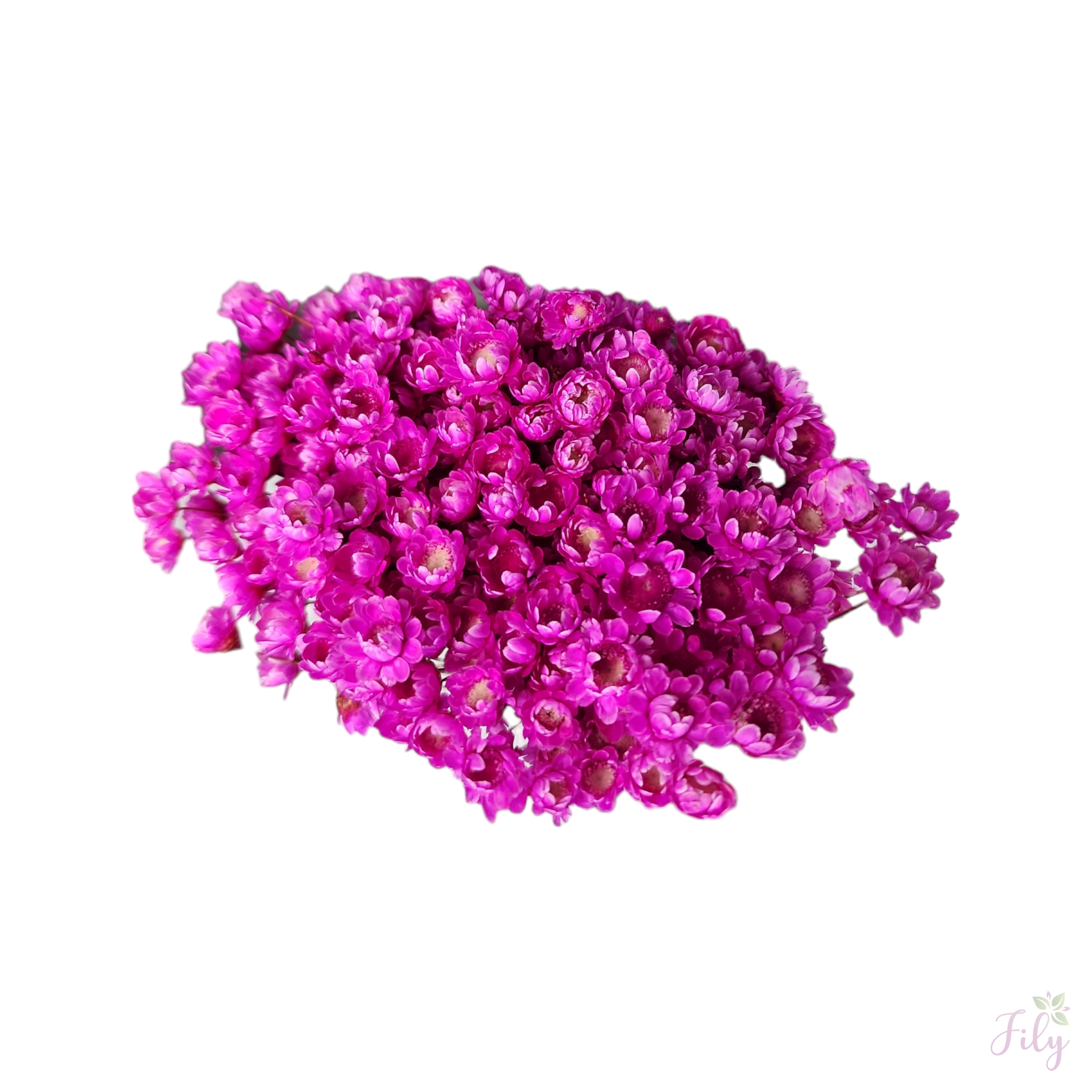 Sempre Viva - Macinho A 26cm x L 12cm - Imagem 2