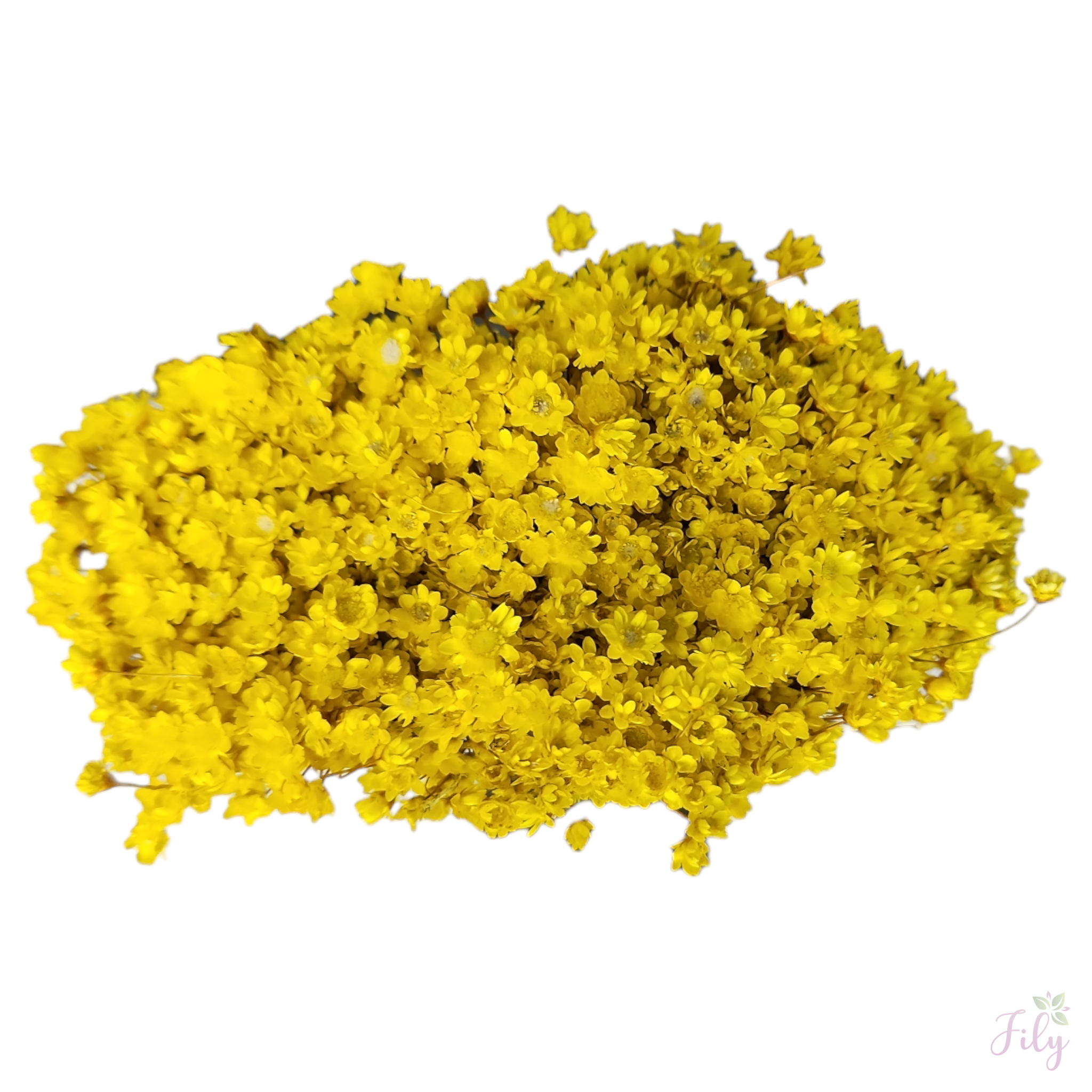 Sempre Viva - Macinho A 26cm x L 12cm - Imagem 4