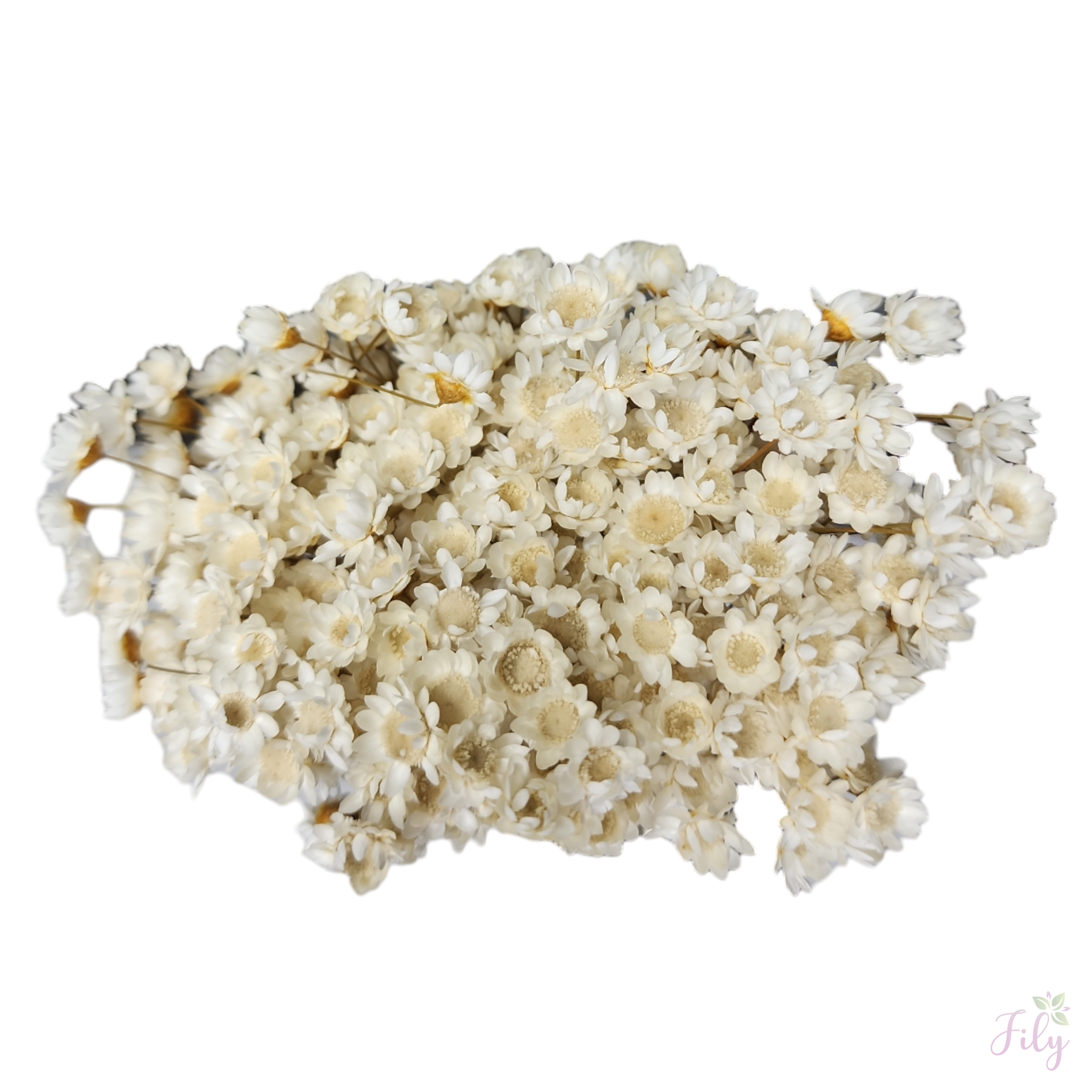 Sempre Viva - Macinho A 26cm x L 12cm - Imagem 5