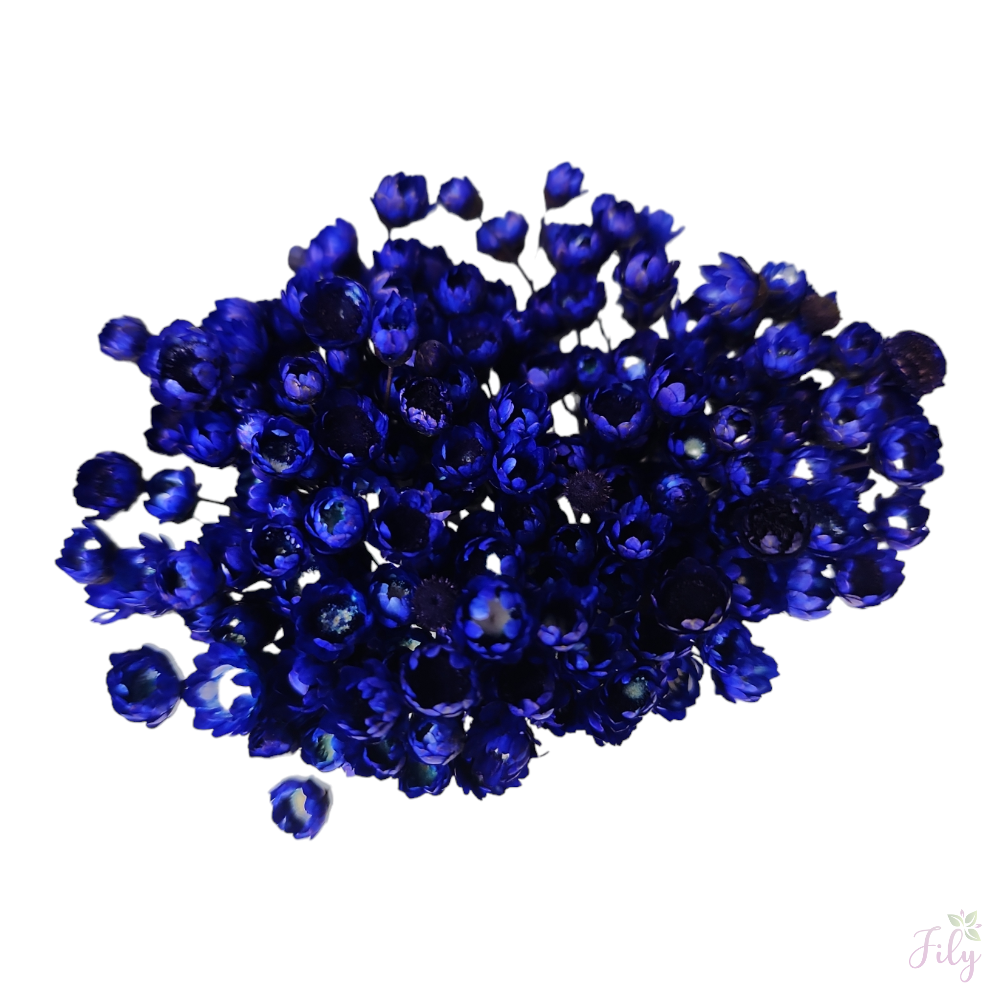 Sempre Viva - Macinho A 26cm x L 12cm - Imagem 7