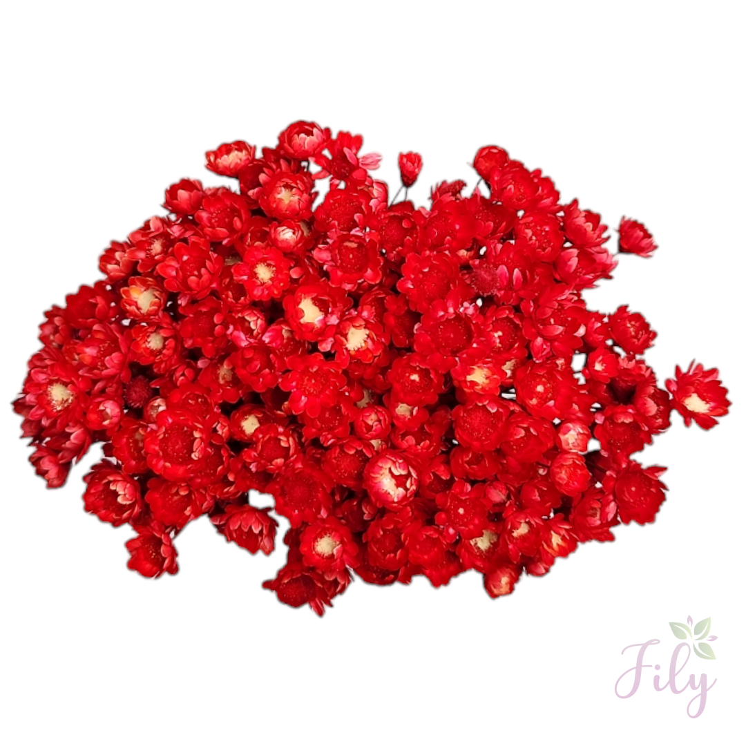 Sempre Viva - Macinho A 26cm x L 12cm - Imagem 8