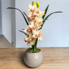 Arranjo de Orquídea Cymbidium Verde suave Vaso vidro nude