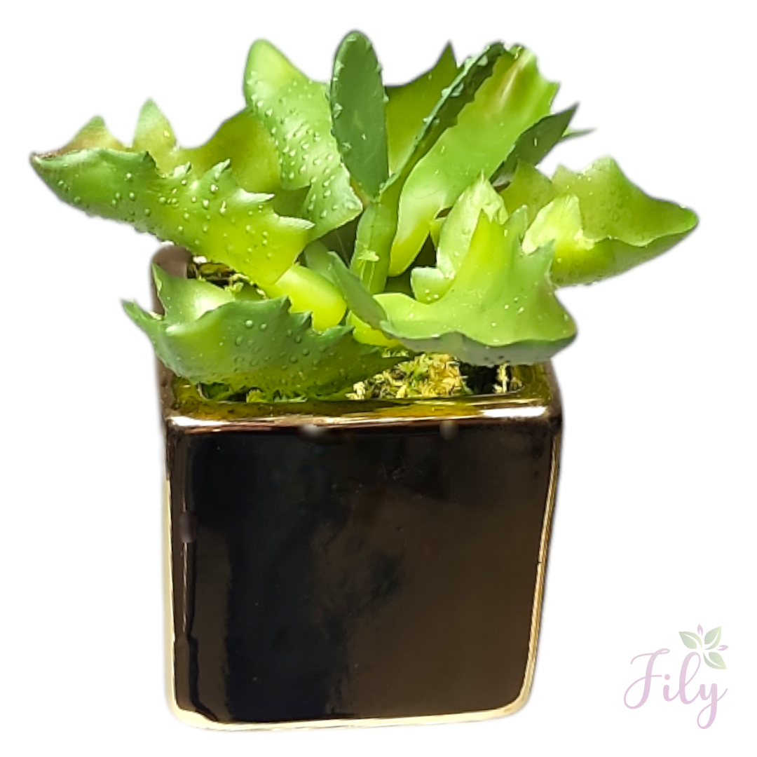 Arranjo de Suculenta modelo 12 com vaso cerâmica dourado quadrado