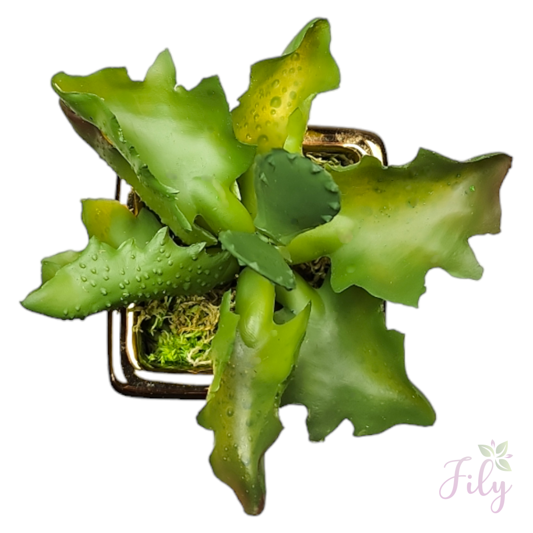 Arranjo de Suculenta modelo 12 com vaso cerâmica dourado quadrado - Imagem 2