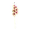 Haste Orquídea Phalaenopsis Toque Real Com 7 Coat 63 Cm Creme Lavanda