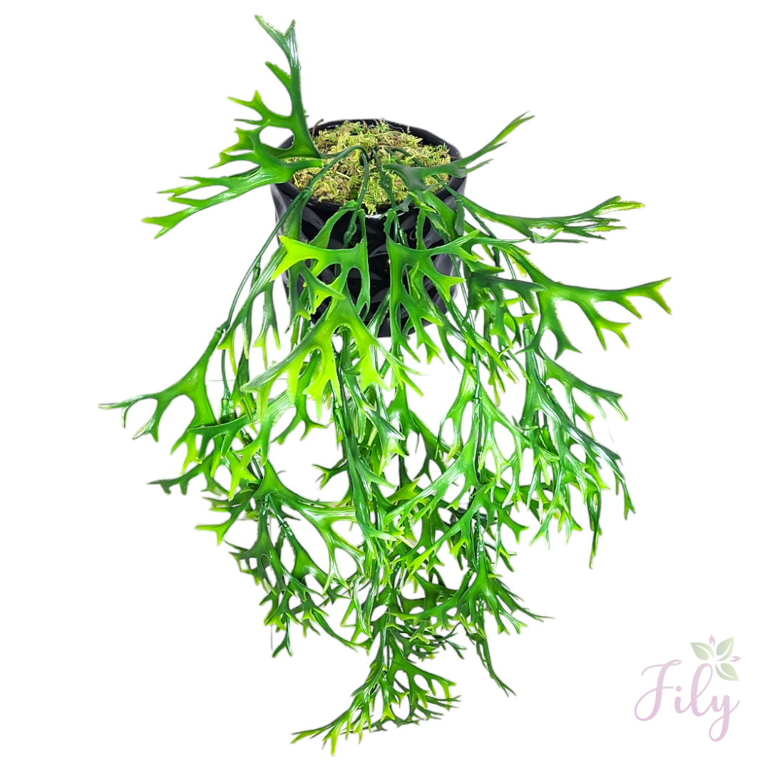 Arranjo de pendente folhagem chifre de veado vaso cerâmica preto P - Imagem 3