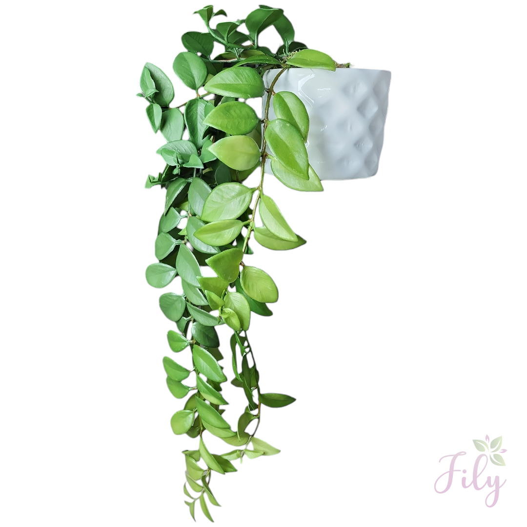 Arranjo de Pendente Ruscus Vaso Cerâmica Branco P - Imagem 2