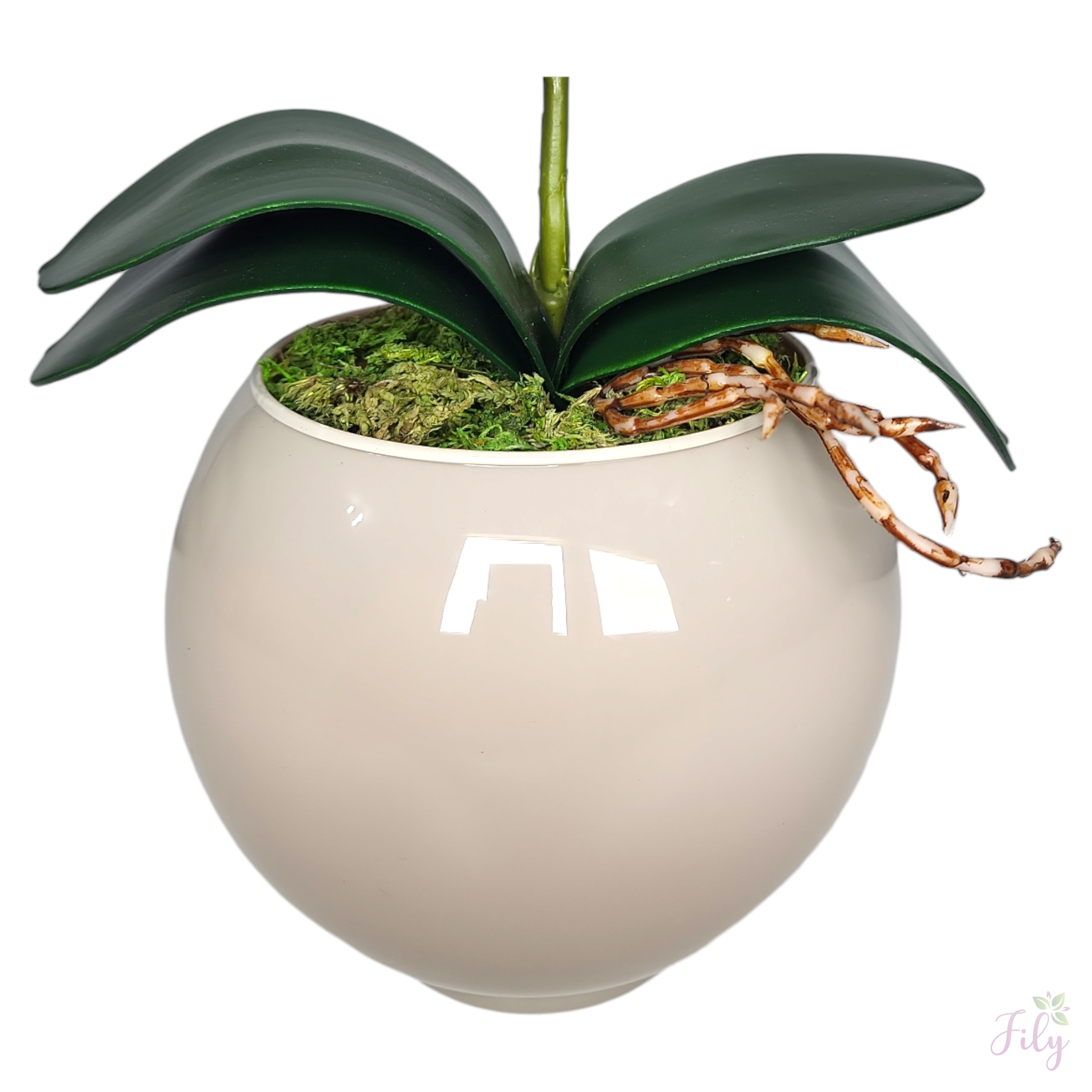 Arranjo de orquídea creme lavanda vaso de vidro Tailândia nude - Imagem 3