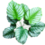 fundo branco