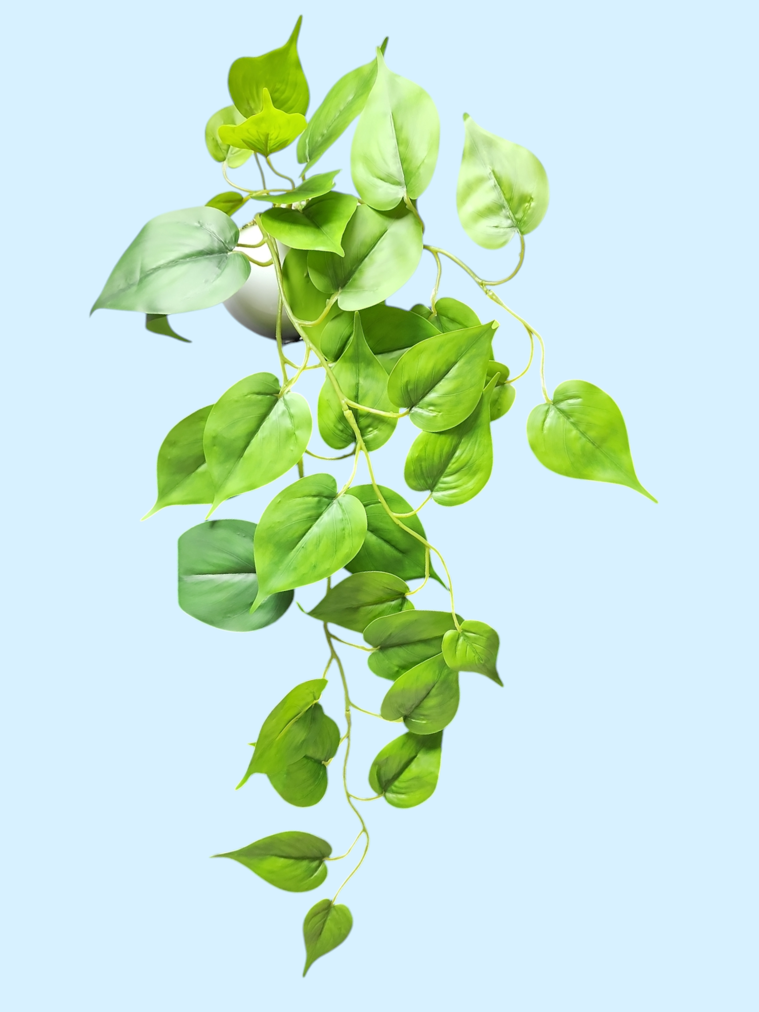 Arranjo de pendente jiboia vaso cerâmica bowl branco brilho P