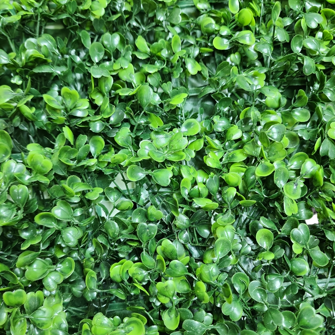 Placa Grama Amendoim 60cm x 40 cm - Imagem 2