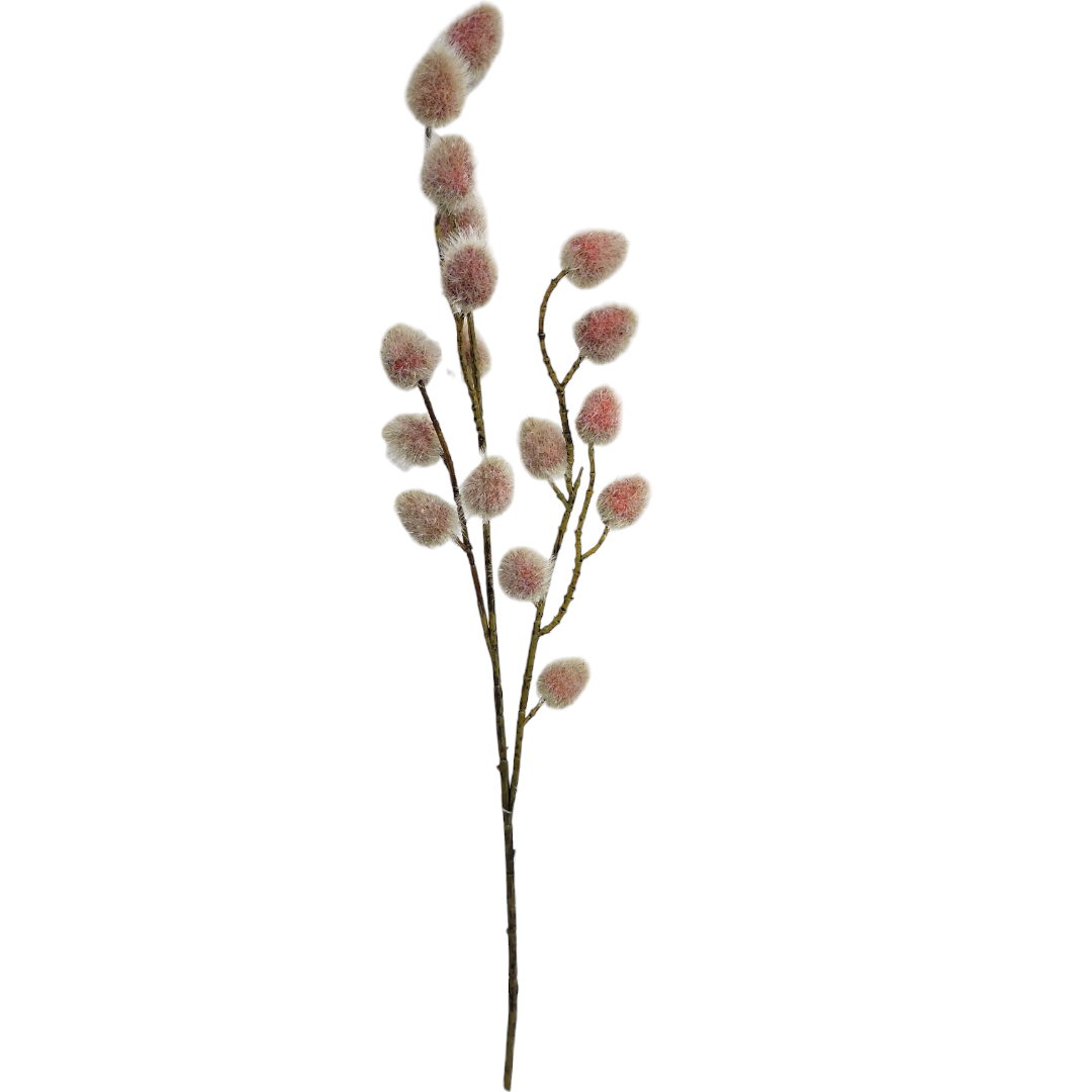 Haste Erigium outonada A67Cm x L20Cm